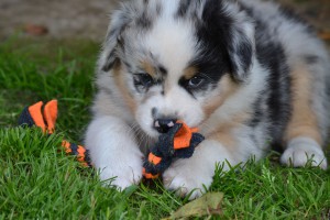 Blue merle Rüde Luke (reserviert)