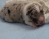 Blue-merle Rüde