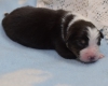 Black-tri Rüde