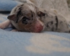 Blue-merle Rüde