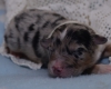 Blue-merle Rüde