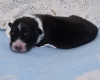 Black-tri Rüde