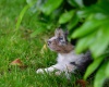 Welpen mit 6 Wochen