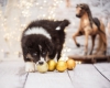 DSC_1170_Happy_Druck_00017